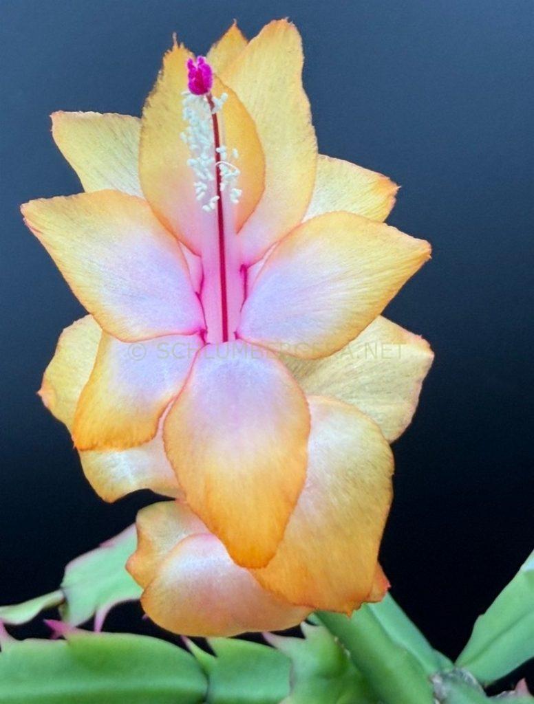 Schlumbergera 'Citrus Dream'