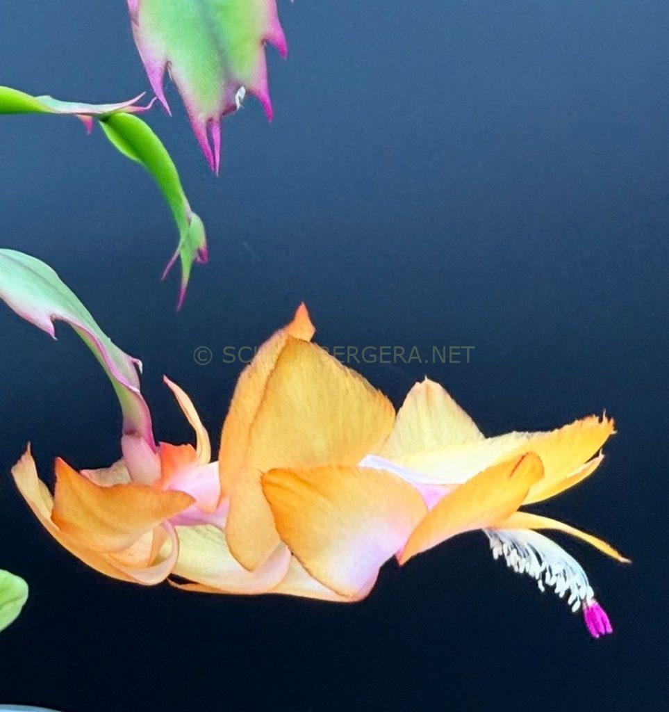 Schlumbergera 'Citrus Dream'