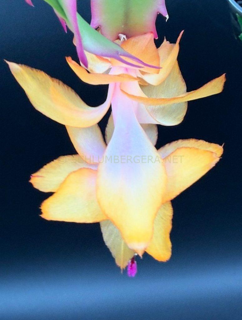 Schlumbergera 'Citrus Dream'