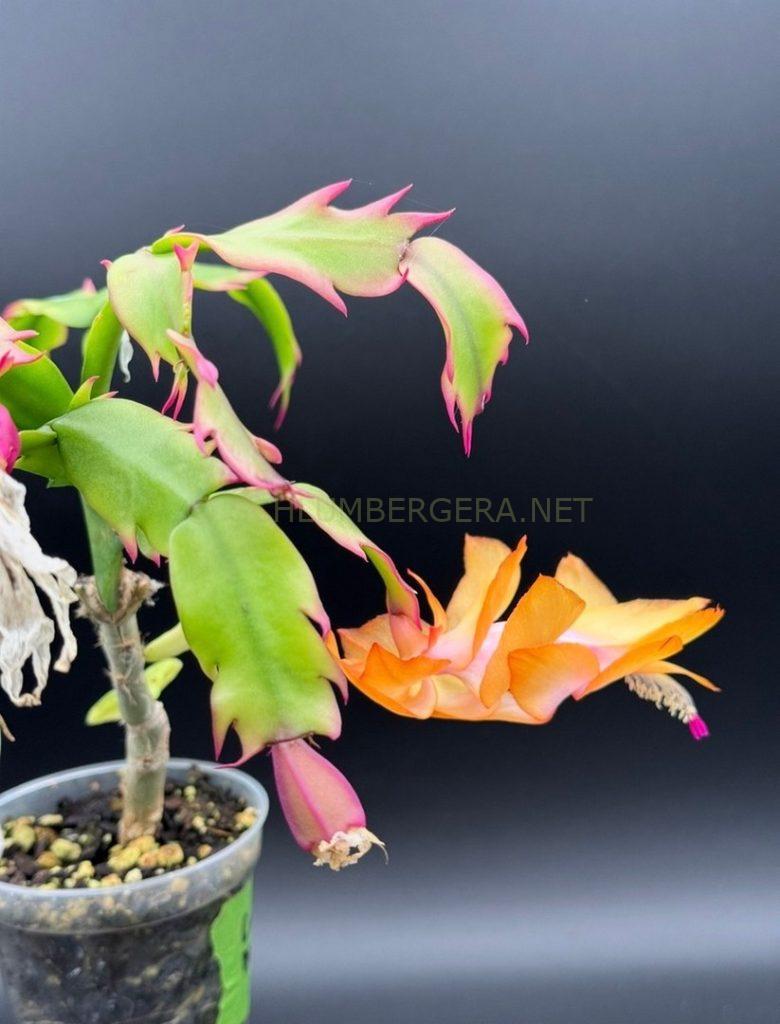 Schlumbergera 'Citrus Dream'