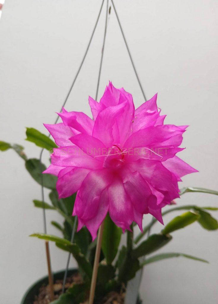 Schlumbergera 'Claire's Delight'