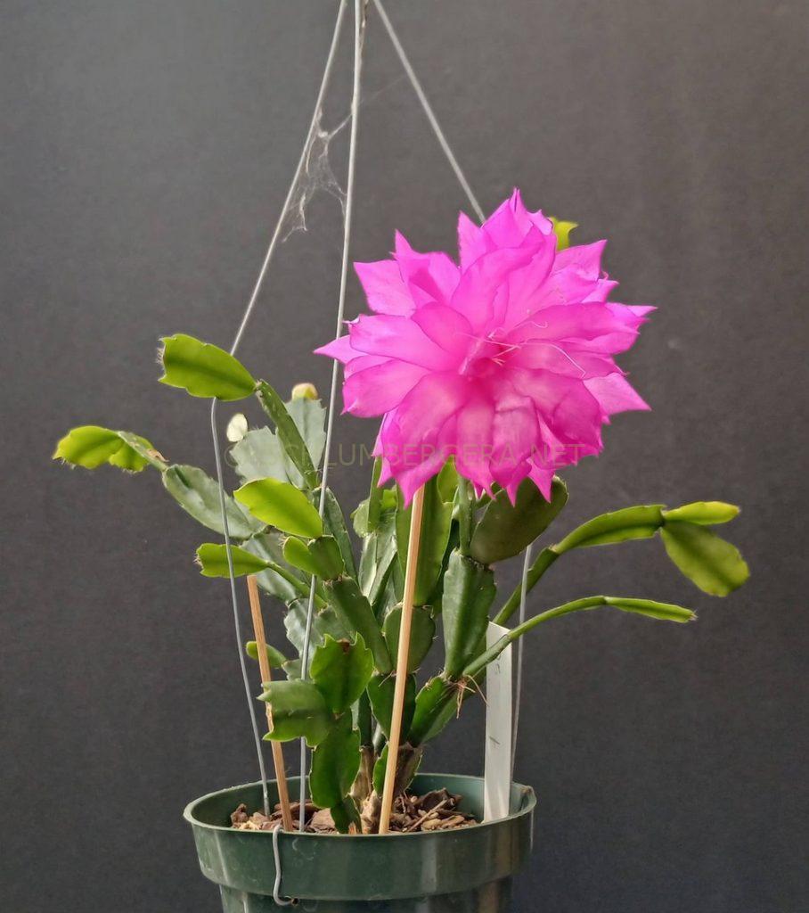Schlumbergera 'Claire's Delight'