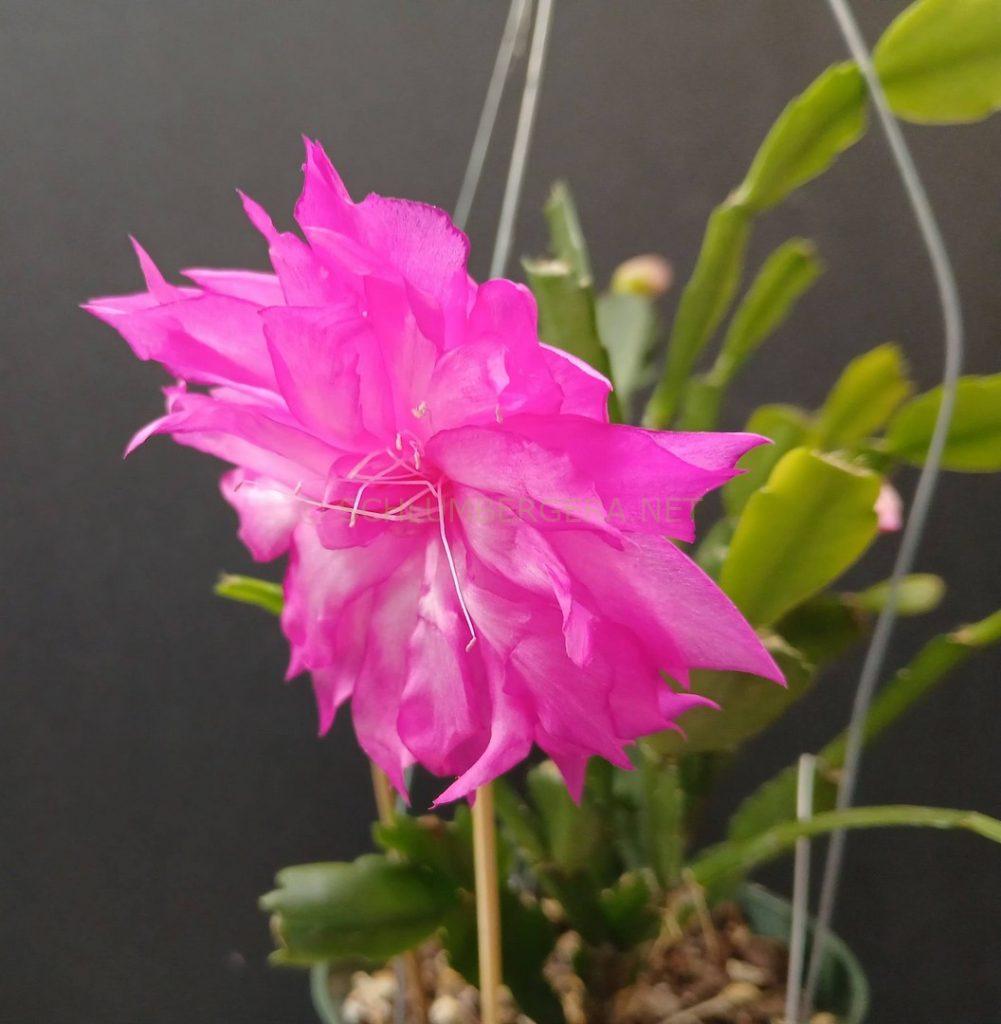 Schlumbergera 'Claire's Delight'