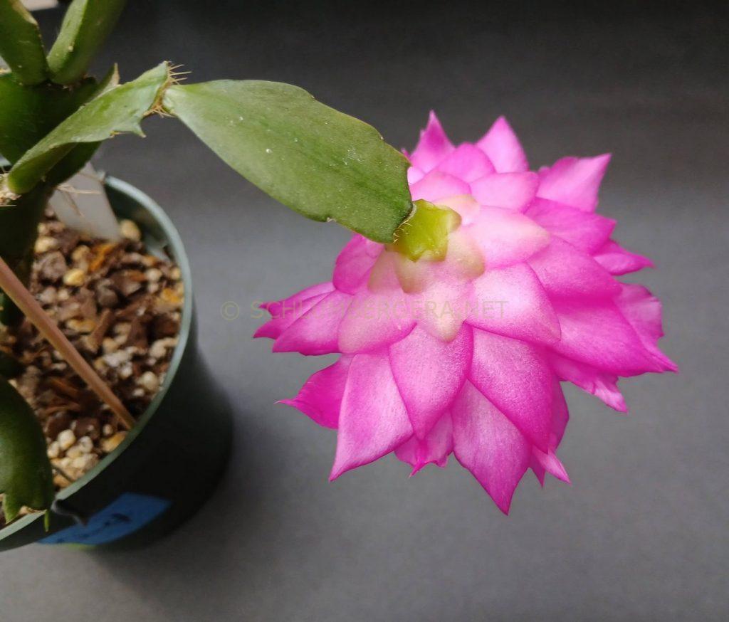 Schlumbergera 'Claire's Delight'