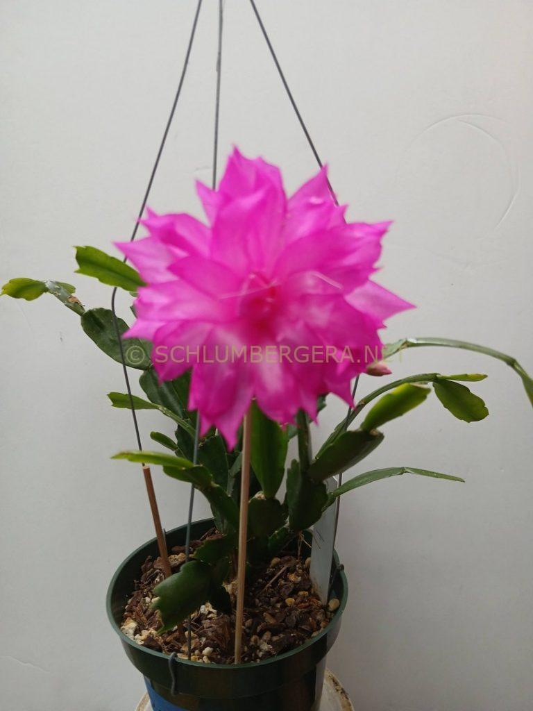 Schlumbergera 'Claire's Delight'