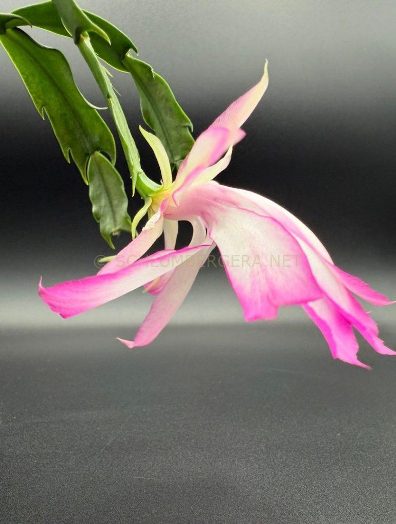 Schlumbergera 'Countess'