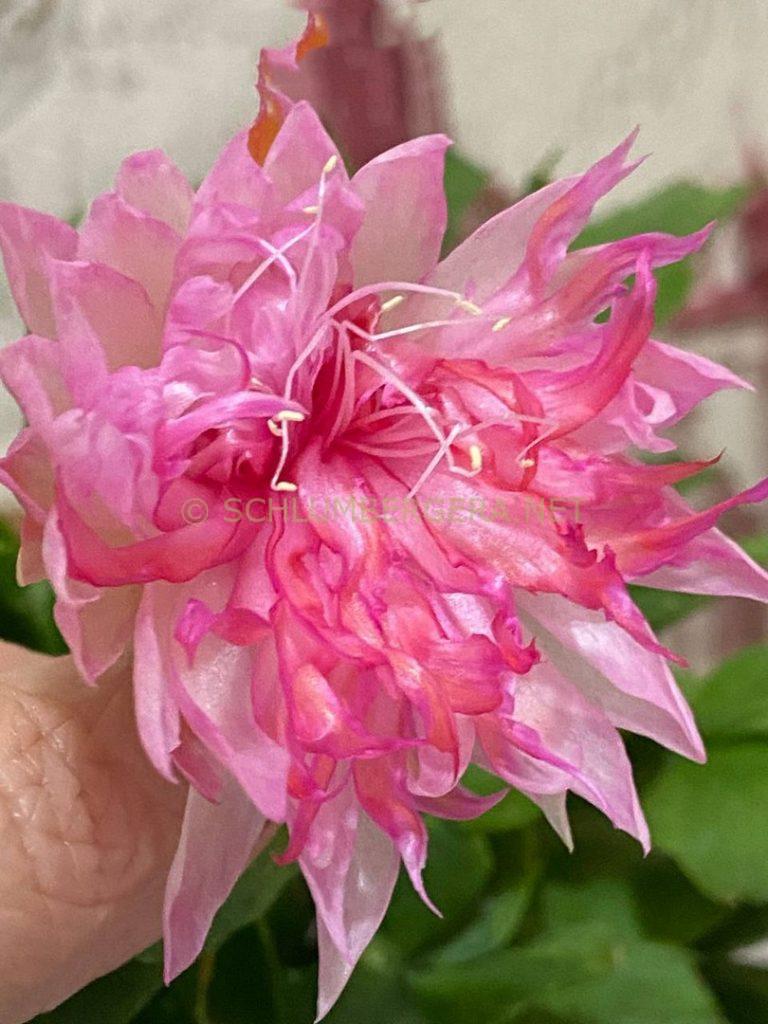 Schlumbergera 'EkA-Pink Panda'