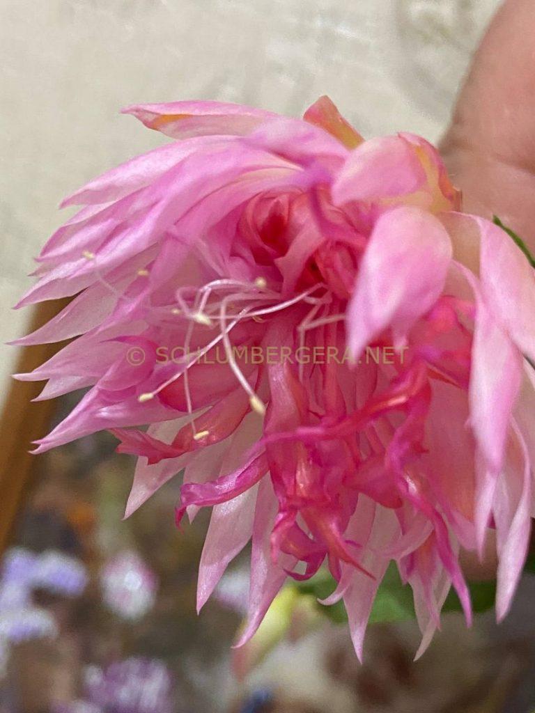 Schlumbergera 'EkA-Pink Panda'