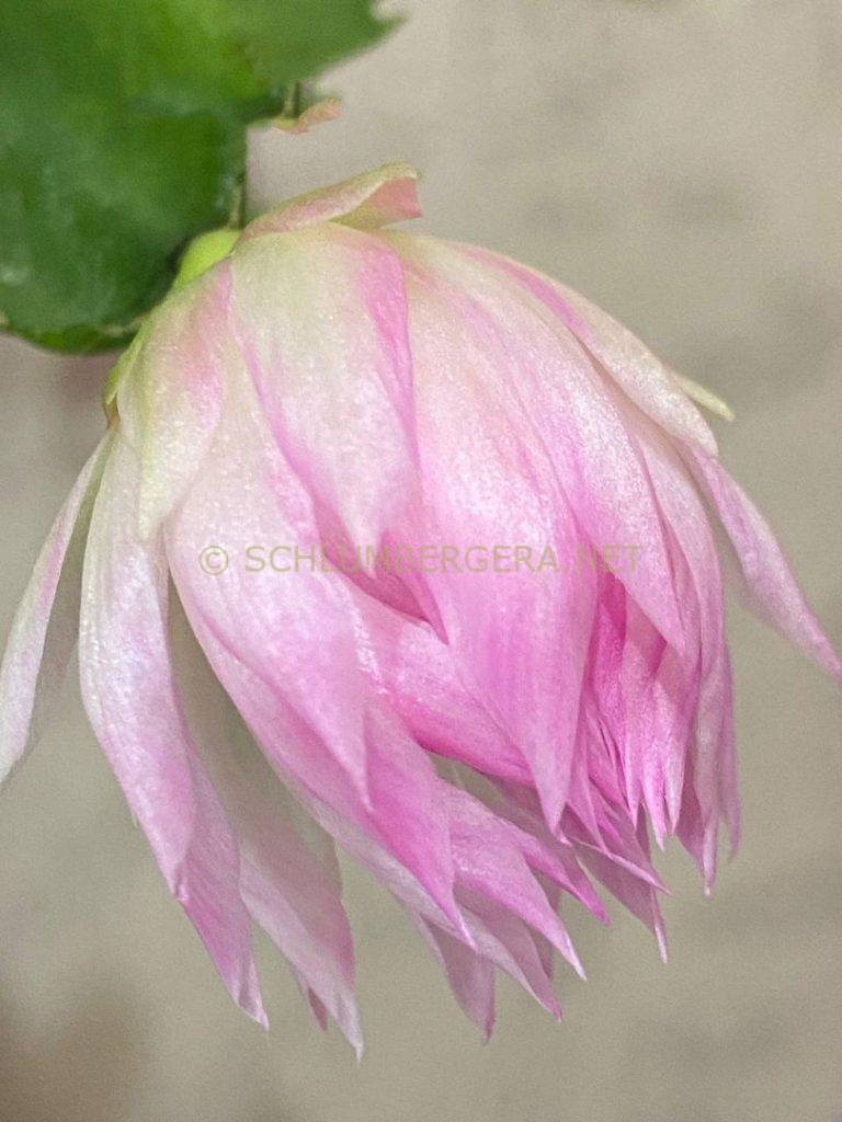 Schlumbergera 'EkA-Pink Panda'