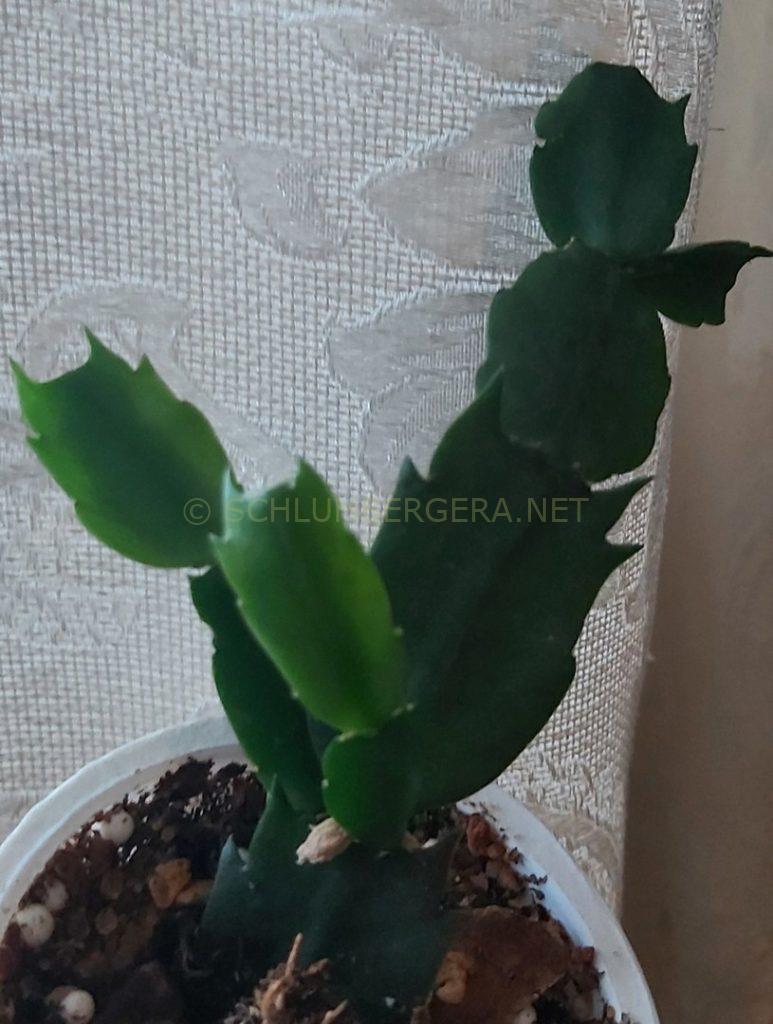 Schlumbergera 'EkA-Pink Panda'