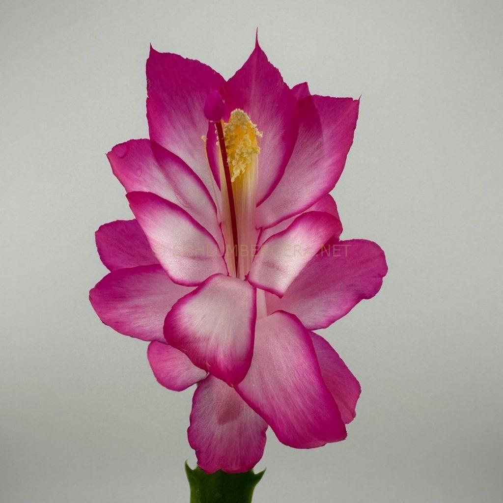 Schlumbergera 'Magenta Glow'