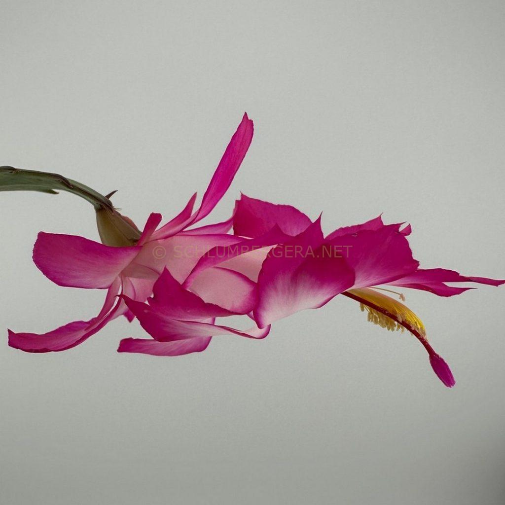 Schlumbergera 'Magenta Glow'
