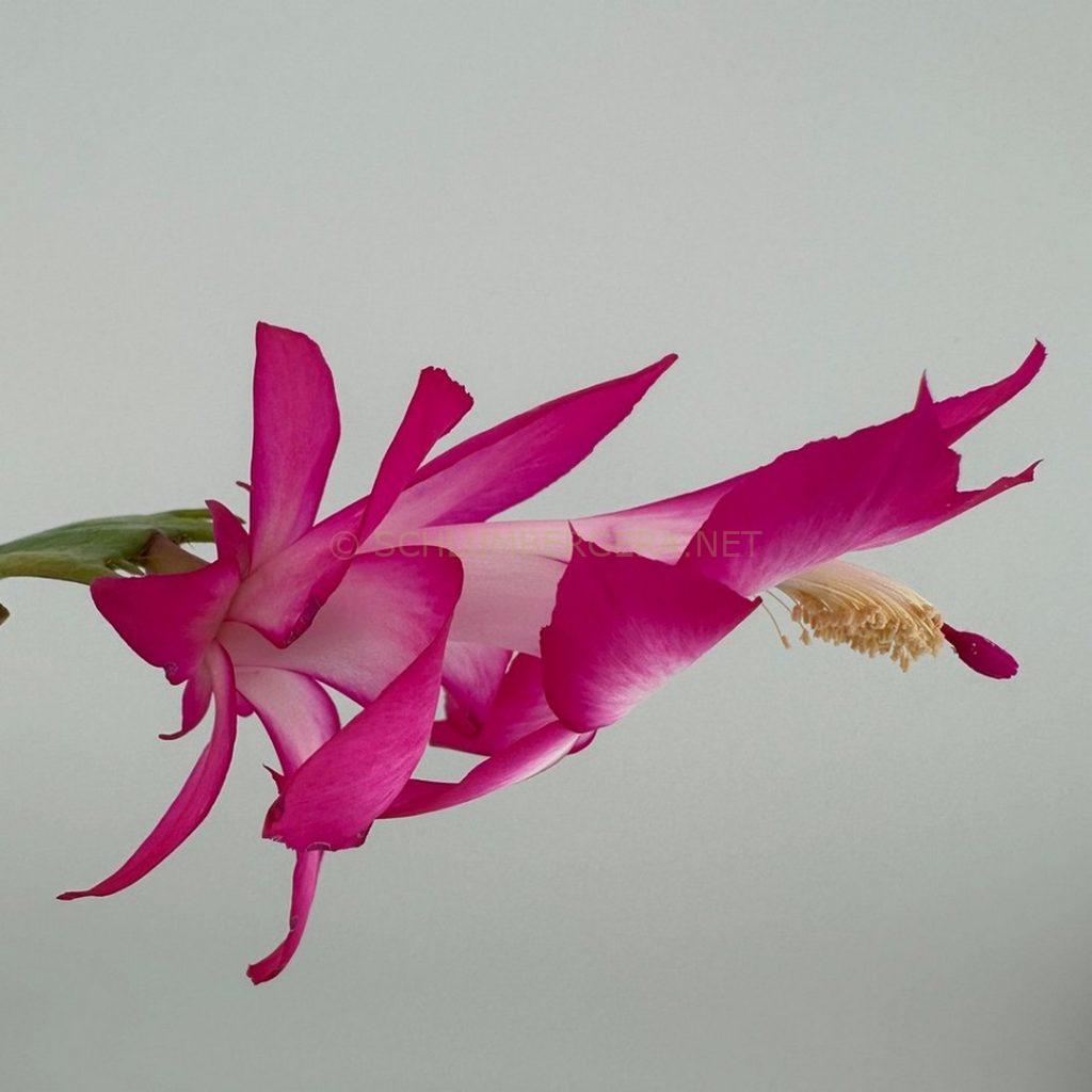Schlumbergera 'Pink Gnome'