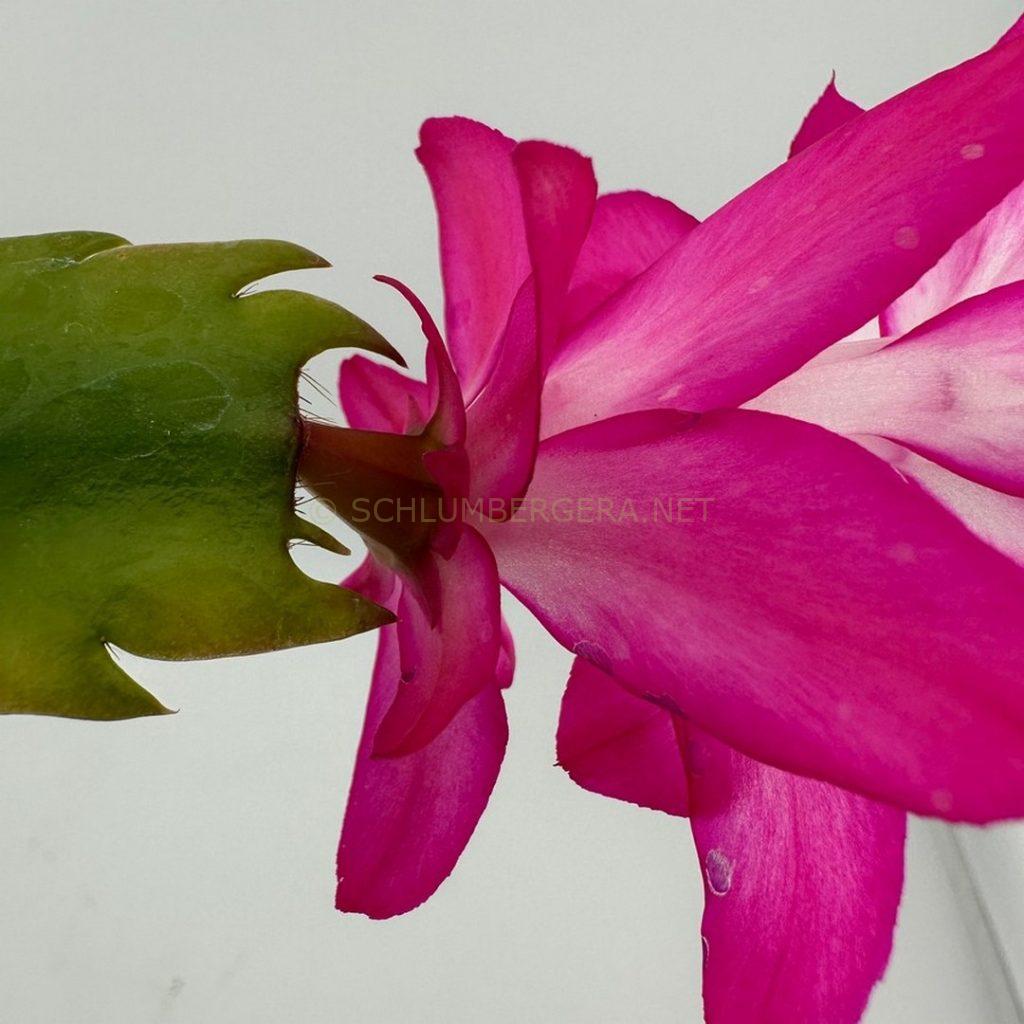 Schlumbergera 'Pink Gnome'