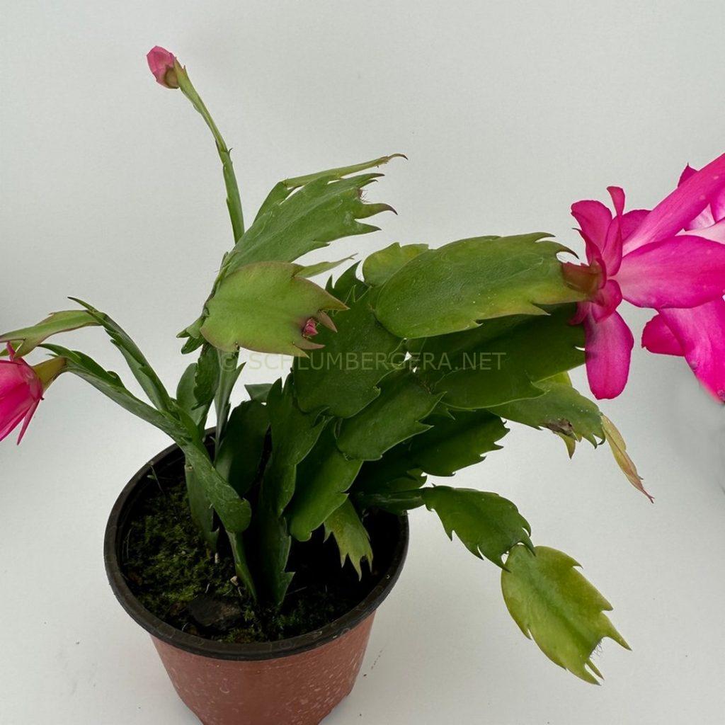 Schlumbergera 'Pink Gnome'