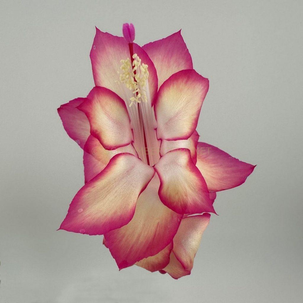 Schlumbergera 'Raspberry Delight'