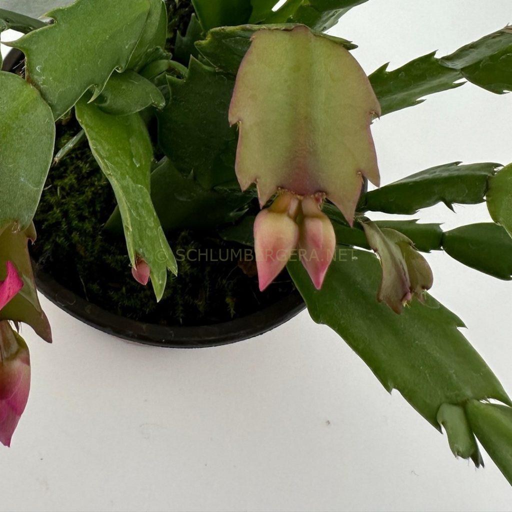 Schlumbergera 'Raspberry Delight'