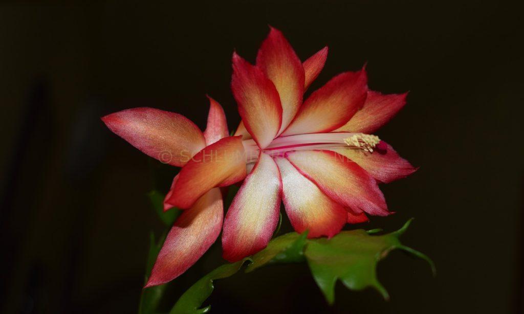 Schlumbergera 'Aurora Ember'