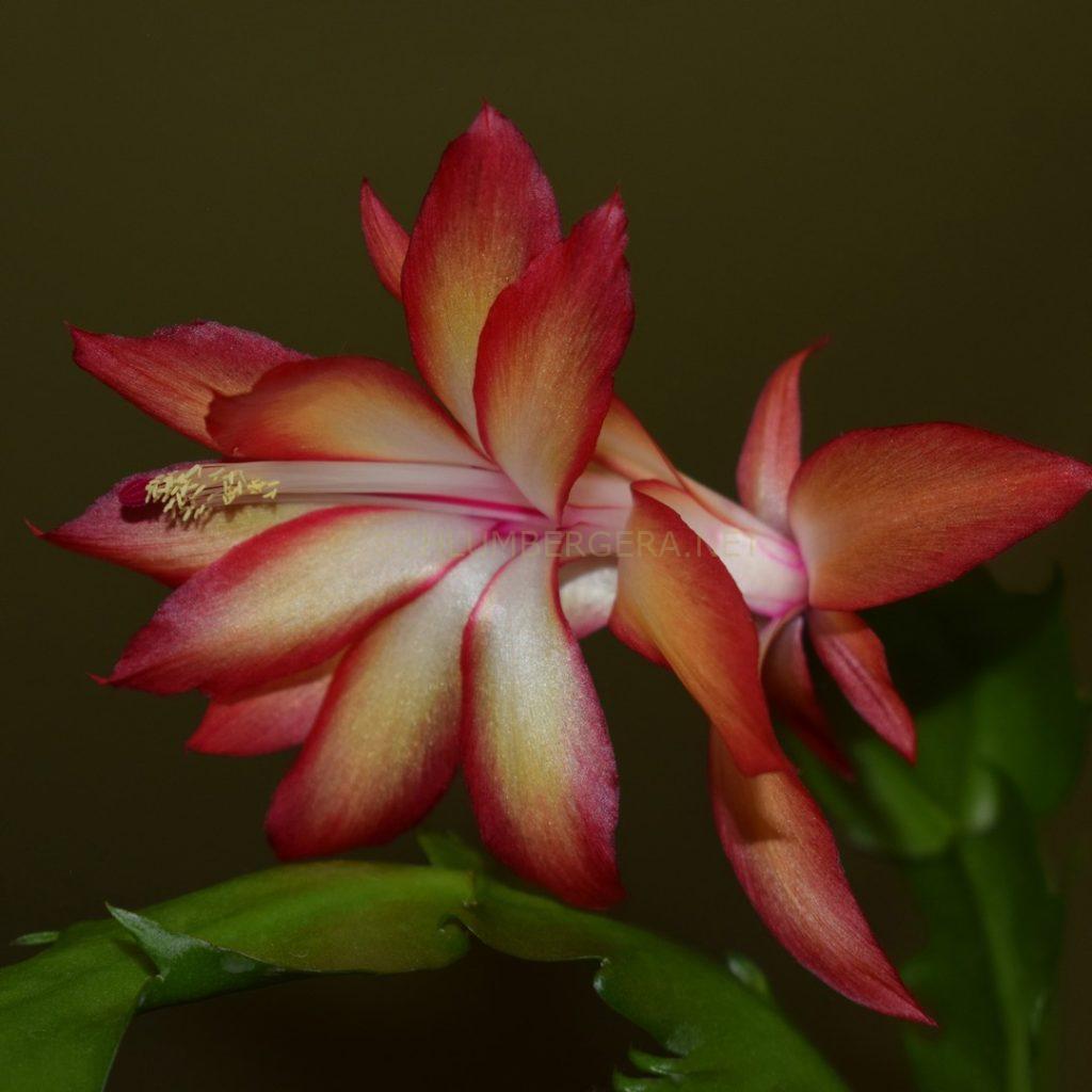 Schlumbergera 'Aurora Ember'