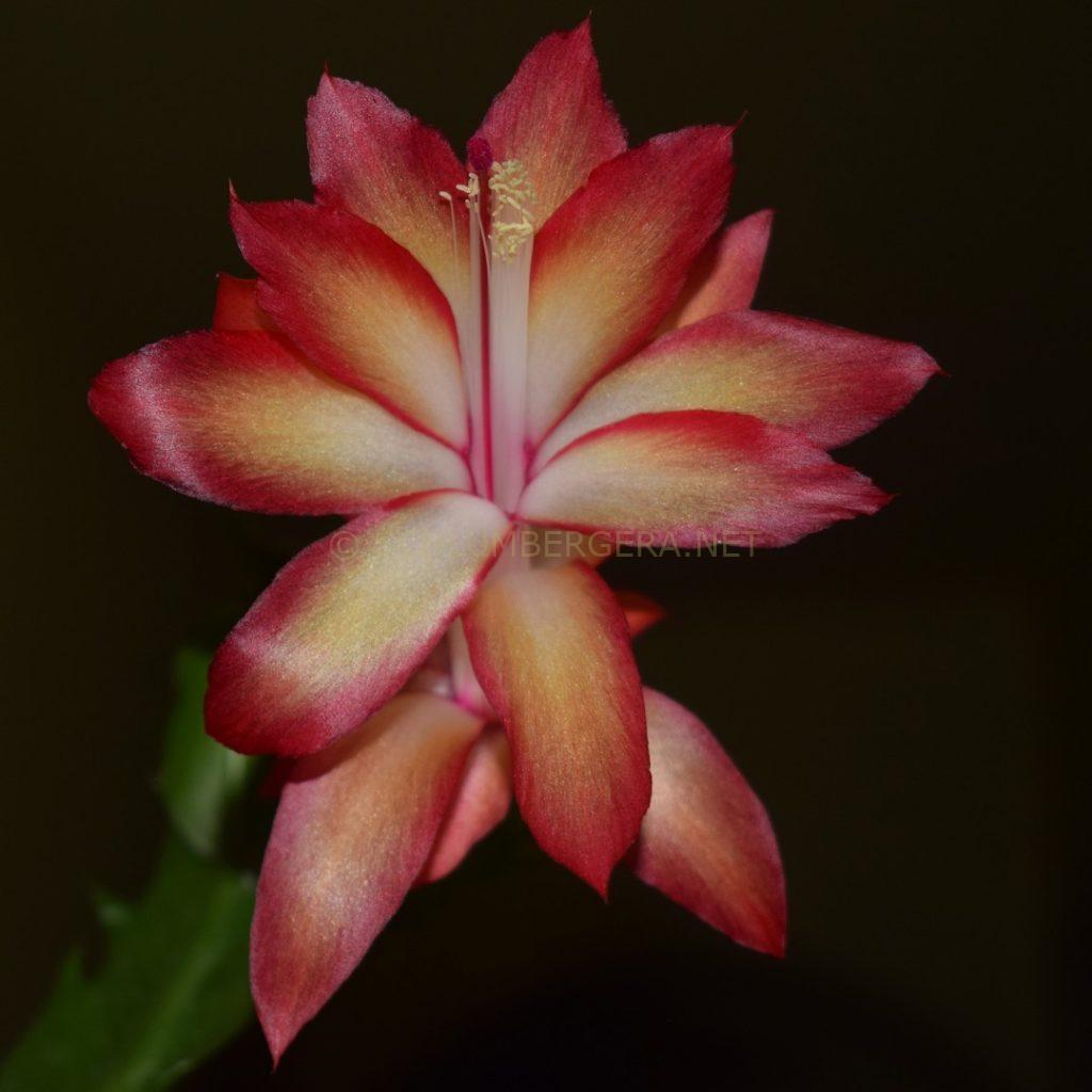 Schlumbergera 'Aurora Ember'