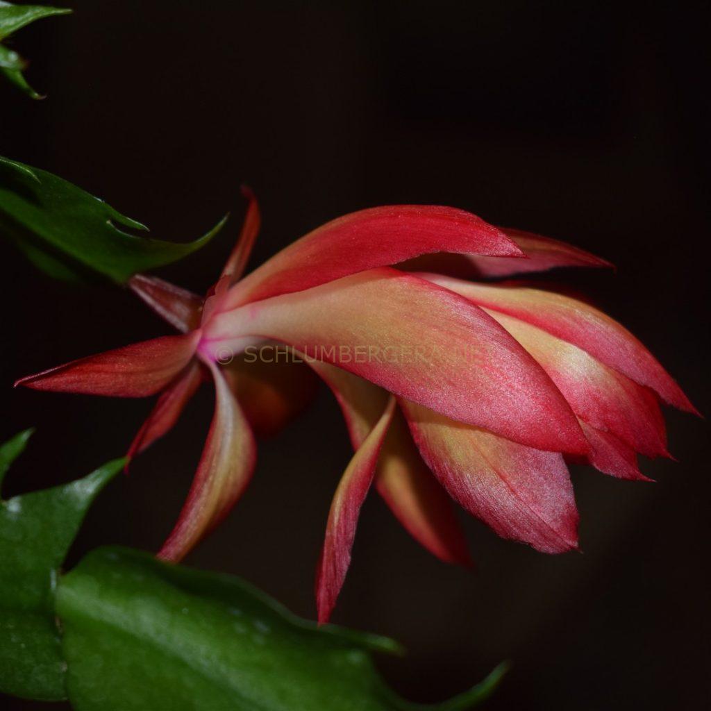 Schlumbergera 'Aurora Ember'