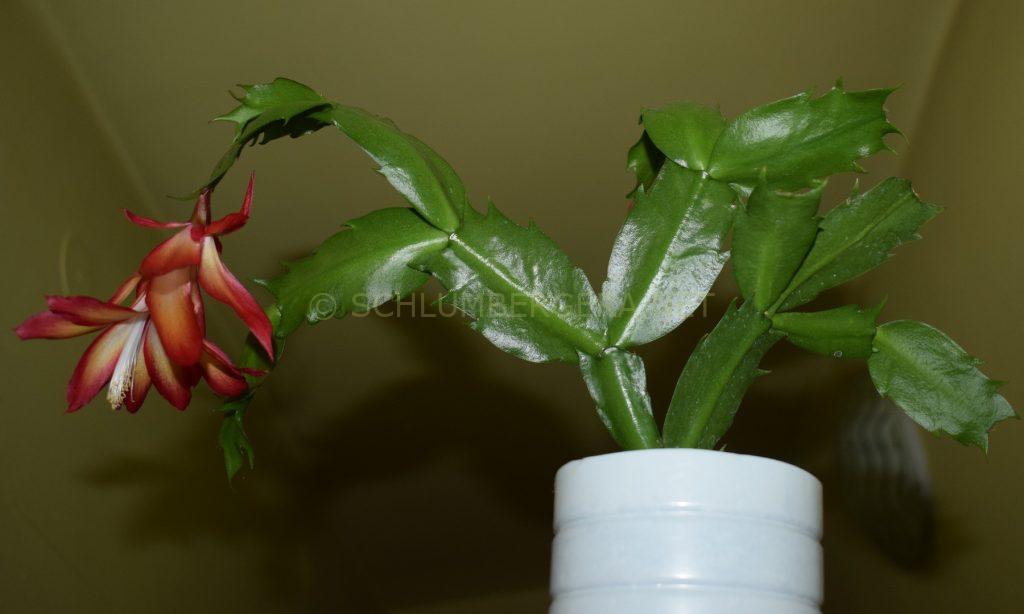 Schlumbergera 'Aurora Ember'