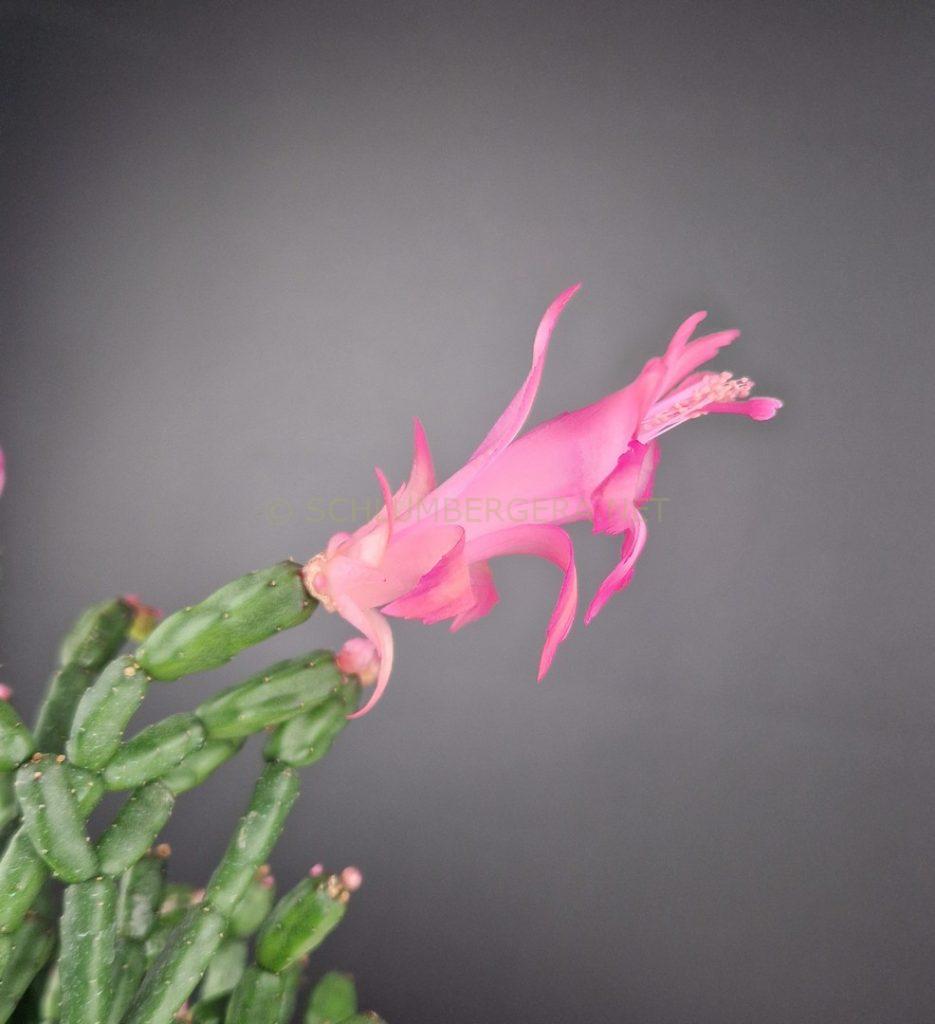Schlumbergera 'Gunnar'