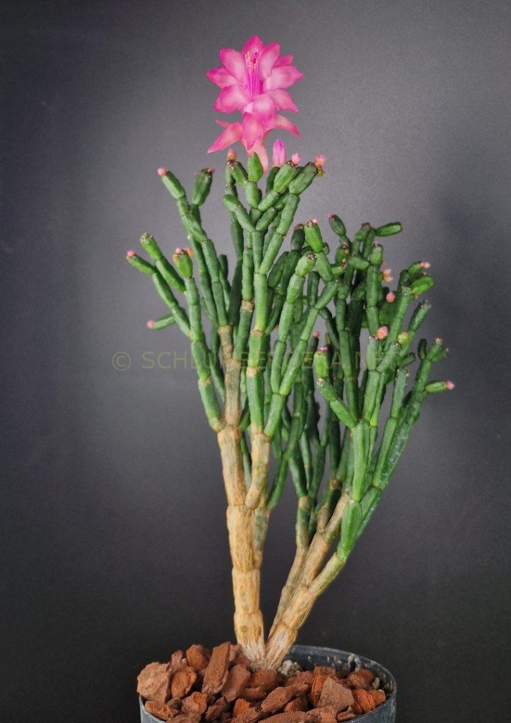 Schlumbergera 'Gunnar'
