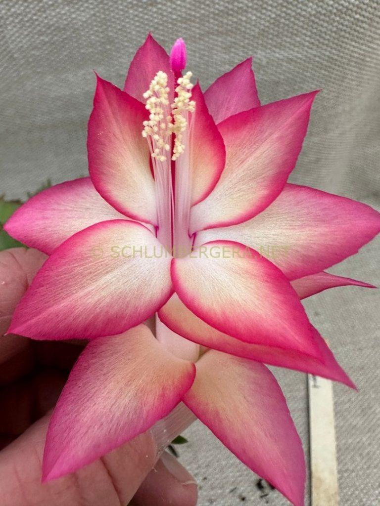 Schlumbergera 'Heavenly Pink'