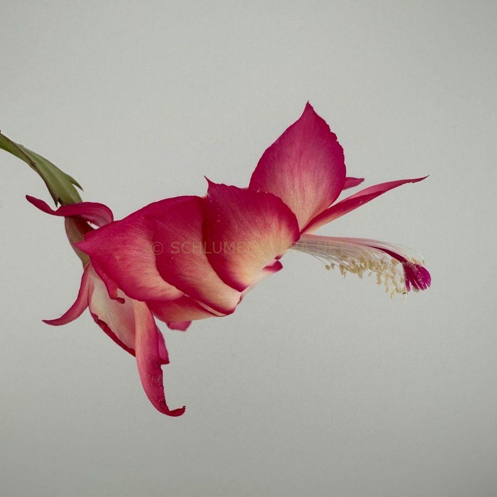 Schlumbergera 'Heavenly Pink'