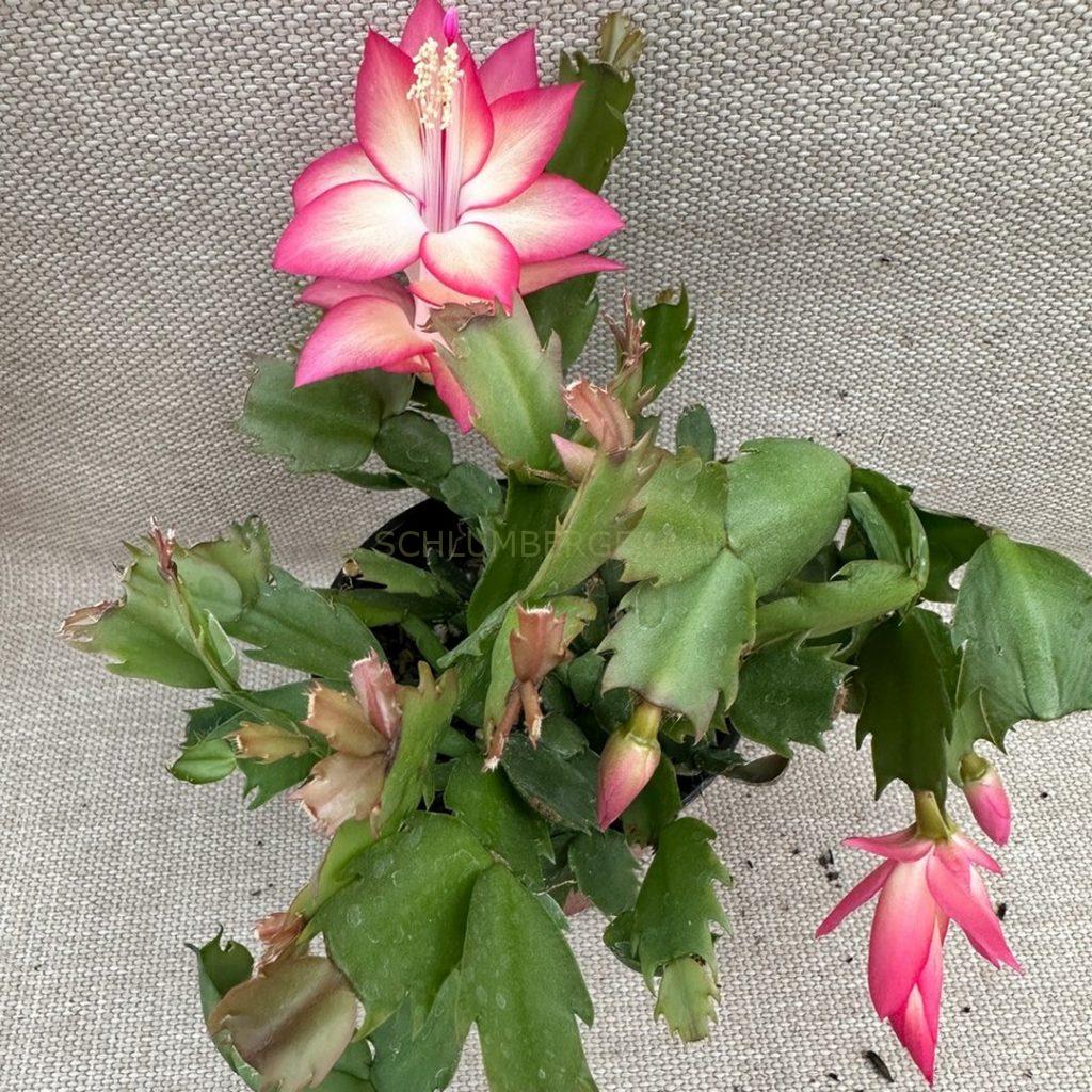 Schlumbergera 'Heavenly Pink'