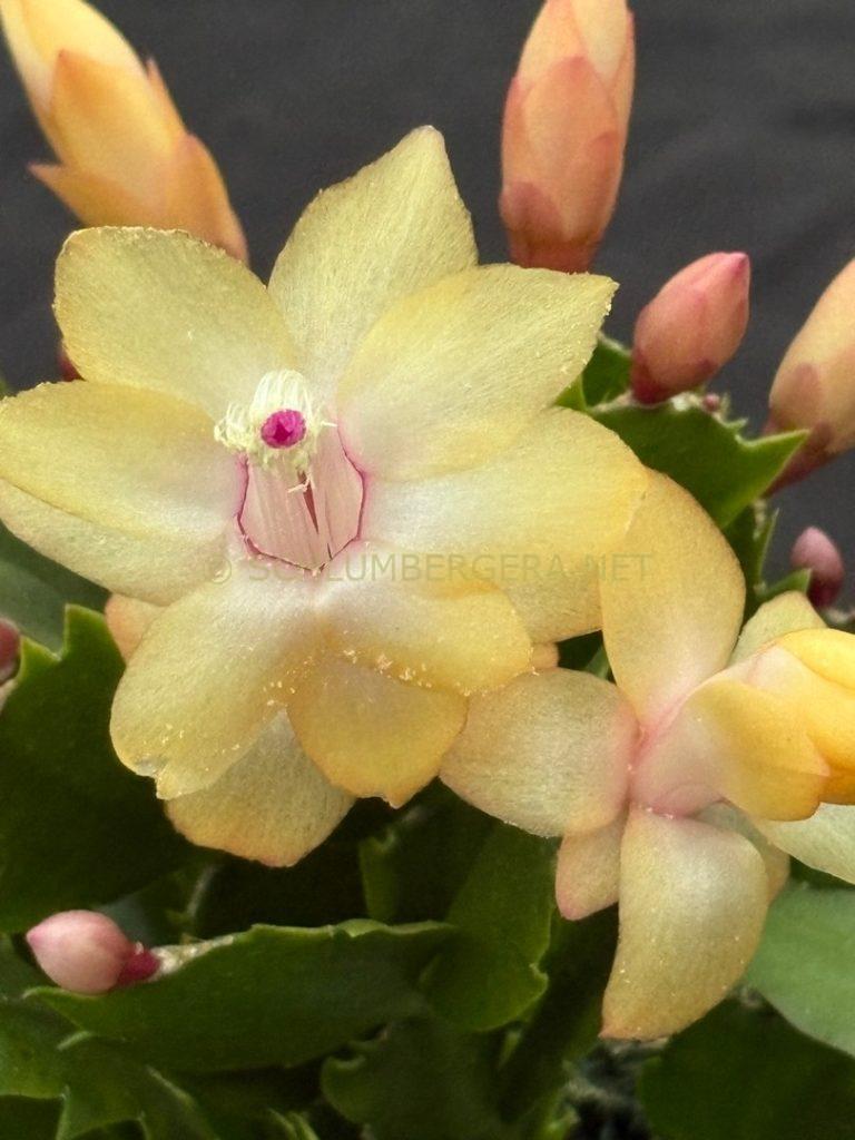 Schlumbergera 'Murabilia Gold'