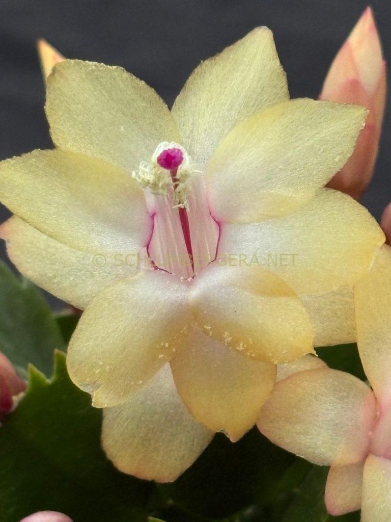 Schlumbergera 'Murabilia Gold'