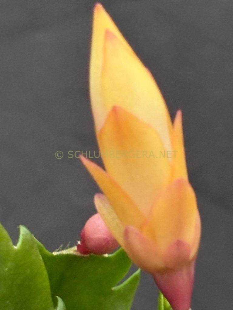 Schlumbergera 'Murabilia Gold'