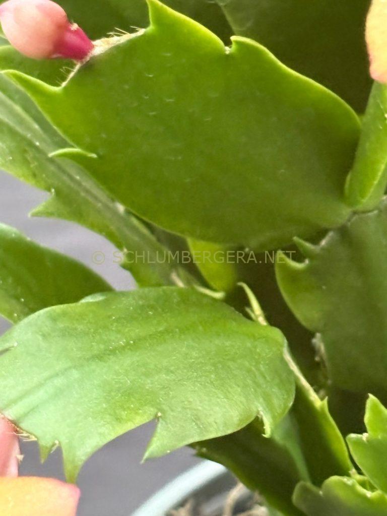 Schlumbergera 'Murabilia Gold'