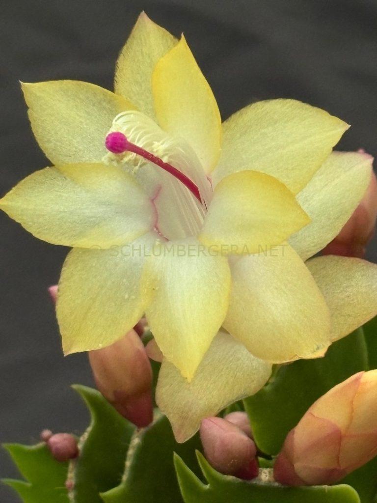 Schlumbergera 'Ora Italiano'