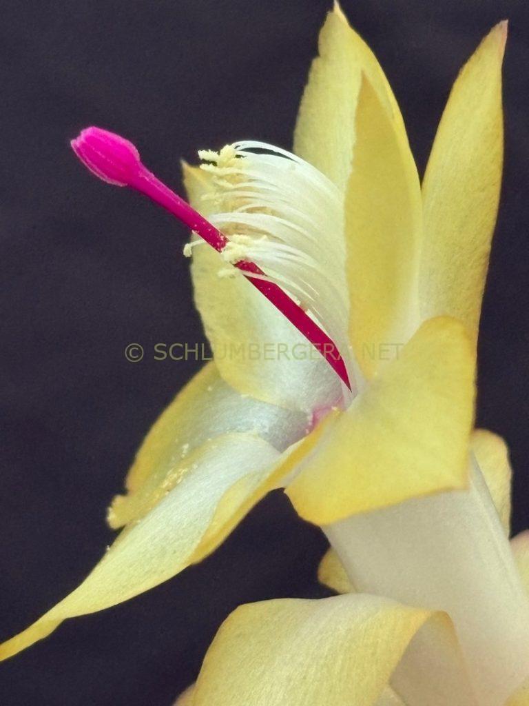 Schlumbergera 'Ora Italiano'