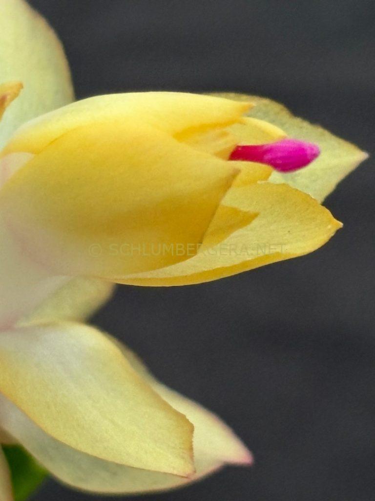 Schlumbergera 'Ora Italiano'