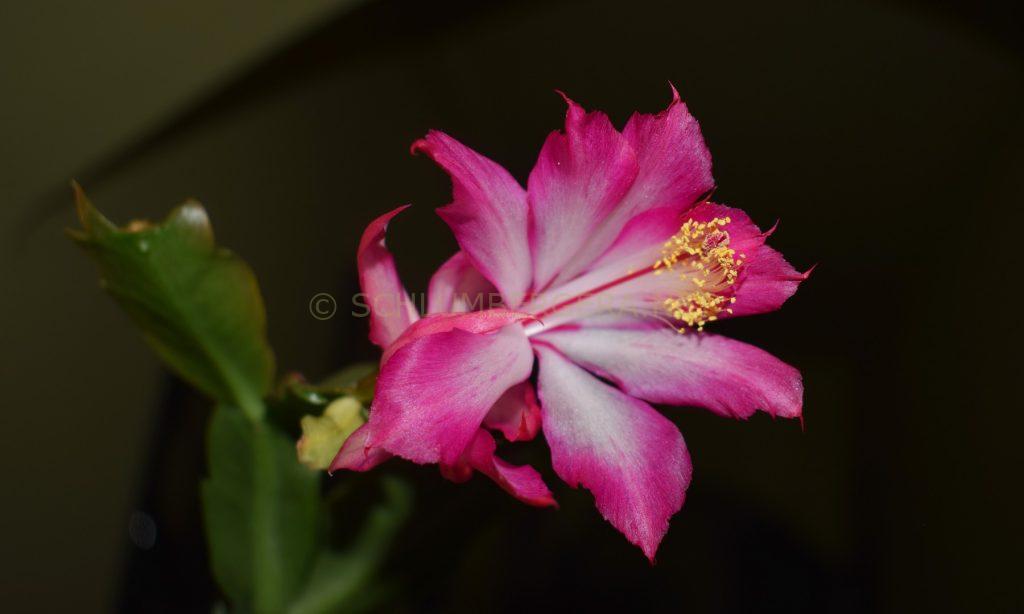 Schlumbergera 'Ruud'