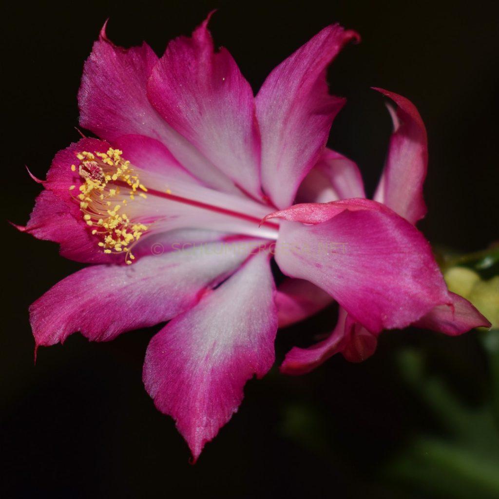 Schlumbergera 'Ruud'