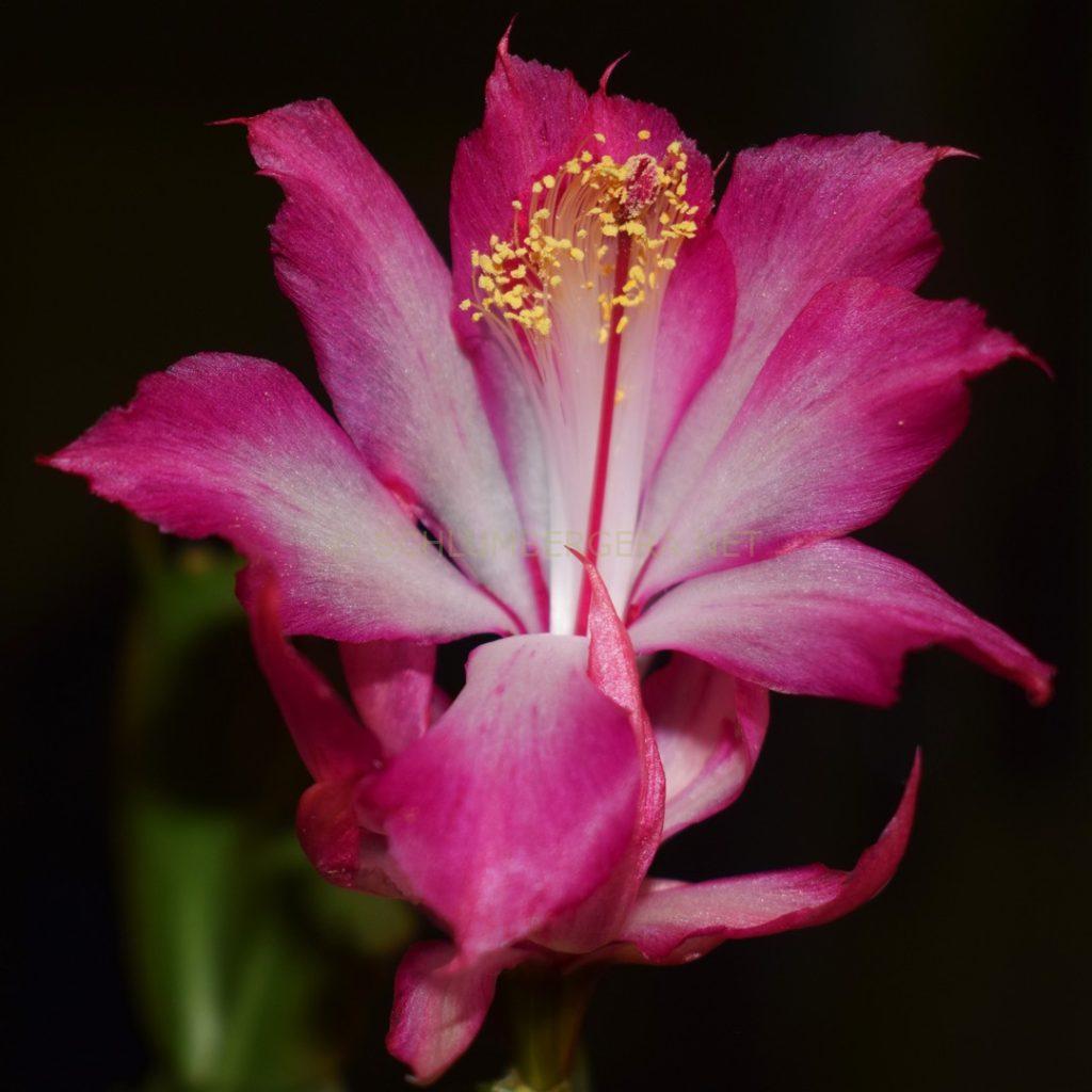 Schlumbergera 'Ruud'