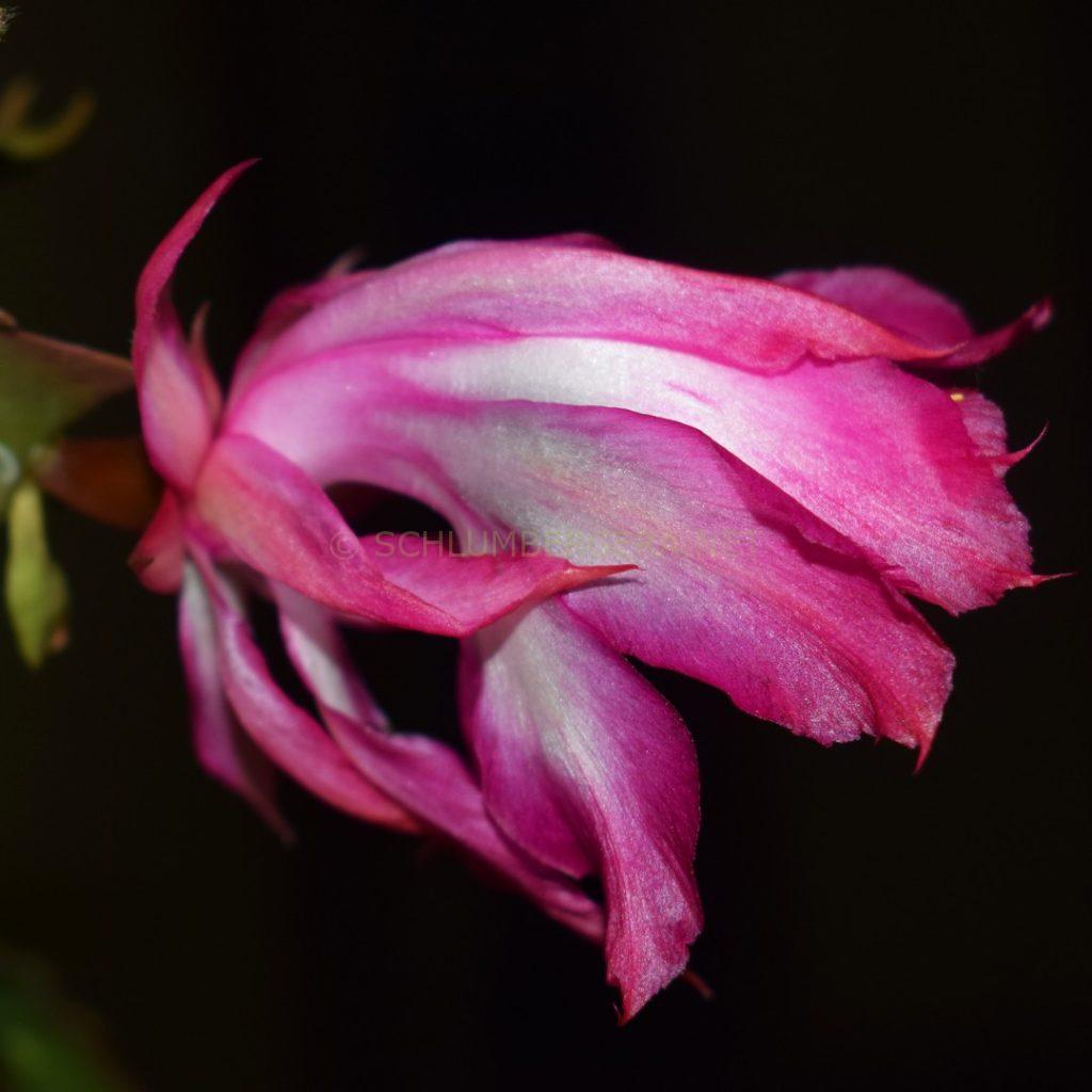 Schlumbergera 'Ruud'
