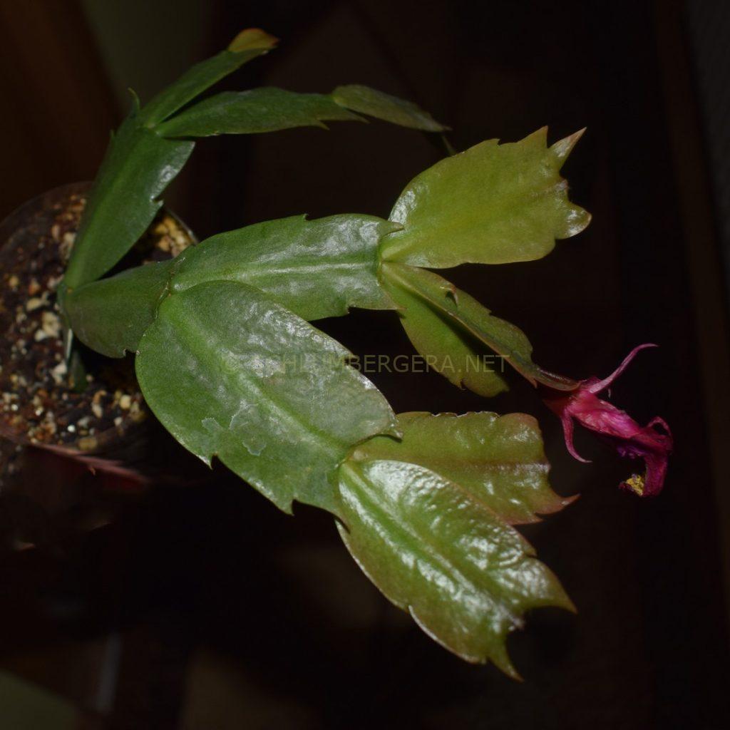 Schlumbergera 'Ruud'