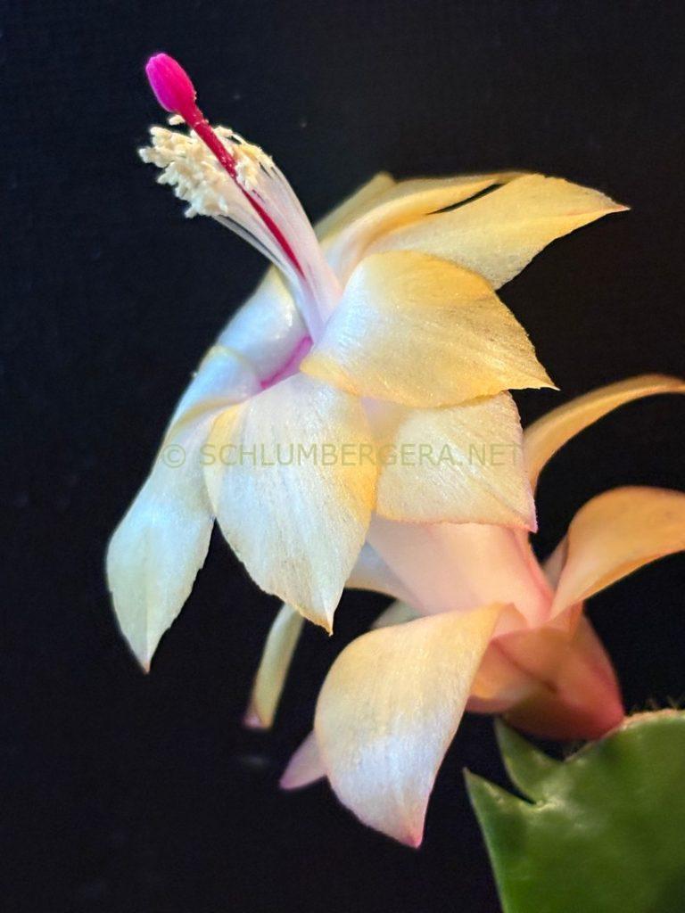 Schlumbergera 'Salma Ya Salama'