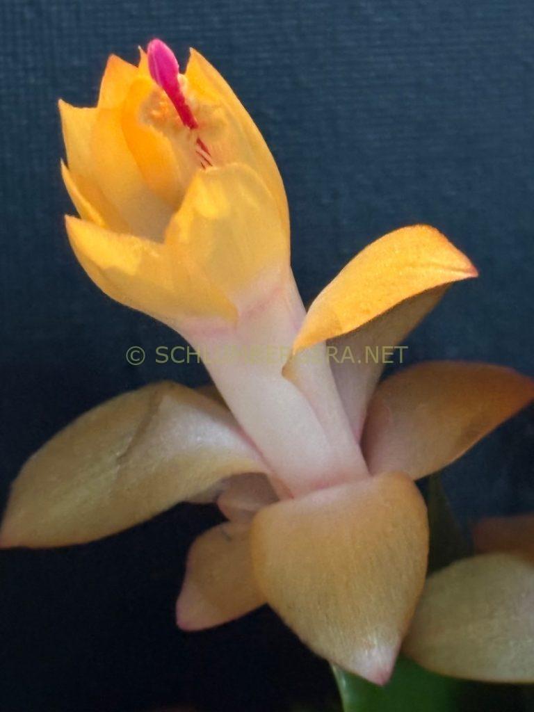 Schlumbergera 'Salma Ya Salama'