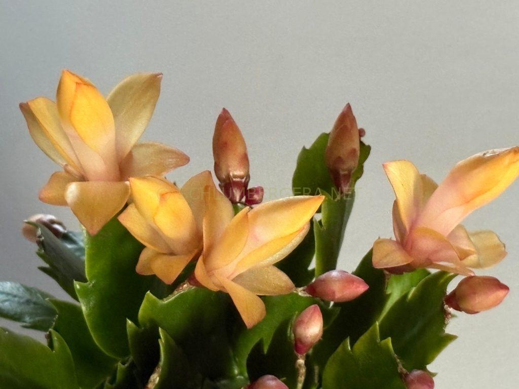 Schlumbergera 'Salma Ya Salama'