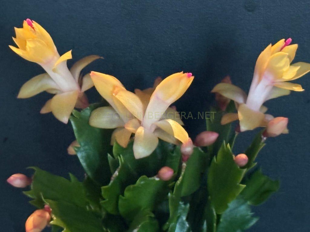 Schlumbergera 'Salma Ya Salama'