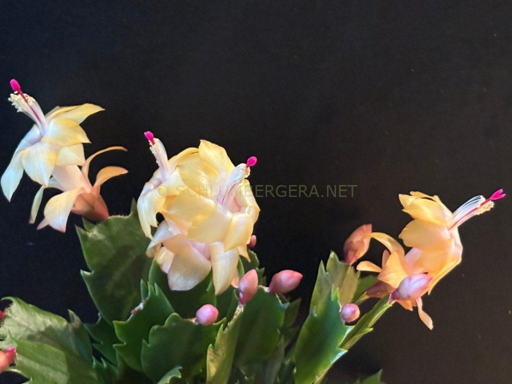 Schlumbergera 'Salma Ya Salama'