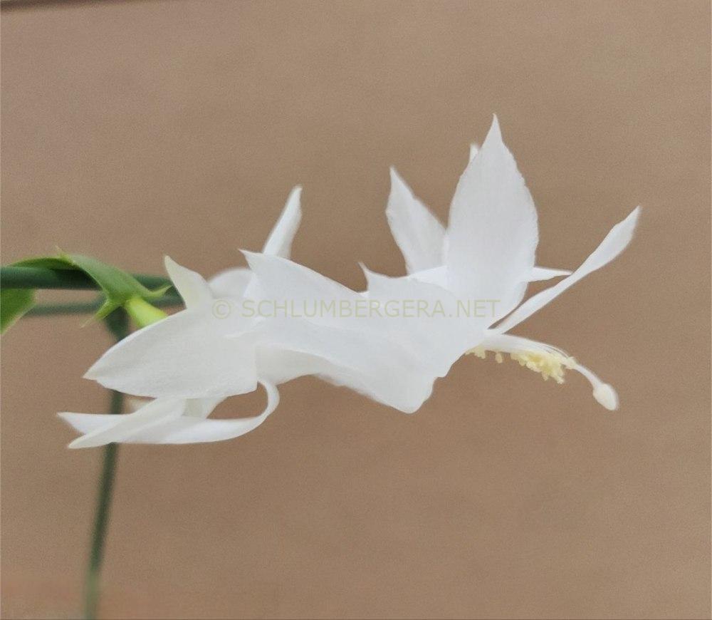 Schlumbergera 'Alba'