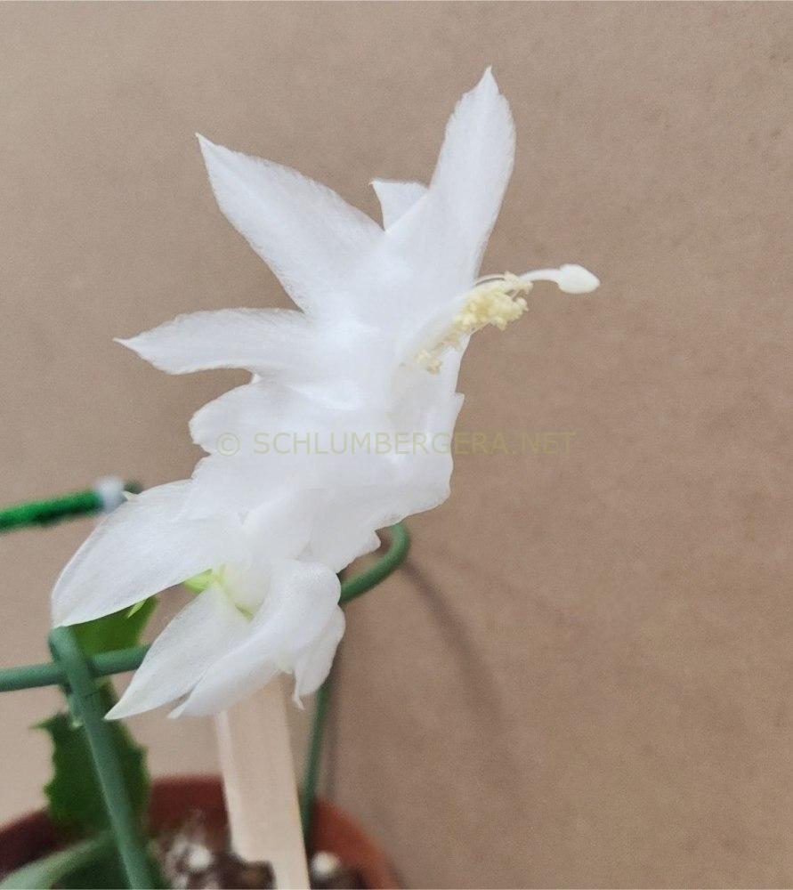 Schlumbergera 'Alba'